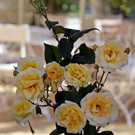 Hotel Central Sluneční pobřeží